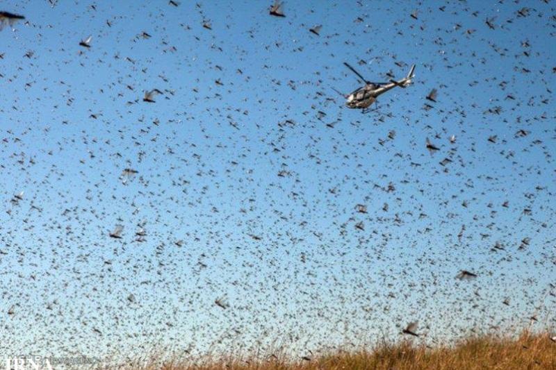 اگر مبارزه به درستی انجام نگیرد مهر ماه با موج سنگین هجوم ملخ&zwnj;ها روبرو خواهیم بود