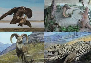 ۴۷۰  گونه زیستی در موزه تاریخ طبیعی کردستان نگهداری می‌شود