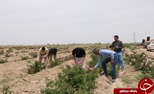 برگزاری دومین جشنواره گل محمدی در روستای کوشک شهرستان خاتم +تصاویر