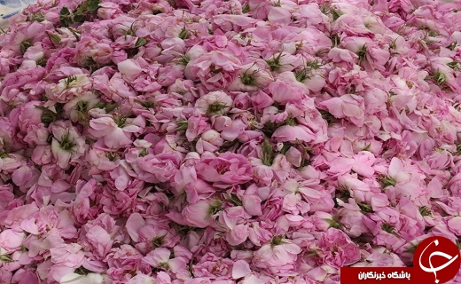 برگزاری دومین جشنواره گل محمدی در روستای کوشک شهرستان خاتم +تصاویر