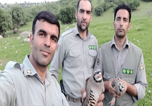 رهاسازی یکصد بال کبک کشف شده از متخلفین، در طبیعت لرستان