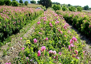برداشت گل محمدی در استان قم آغاز شد