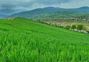 مبارزه با بیماری‌ها و آفات در مزارع گندم مازندران