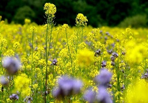دکل‌های حفاری خوزستان رنگ و بوی ماه رمضان می‌گیرند