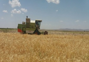 آغاز برداشت جو در خراسان جنوبی