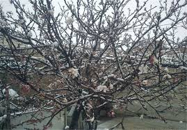 خسارت ۹۲ میلیارد تومانی سرمازدگی به باغات قوچان