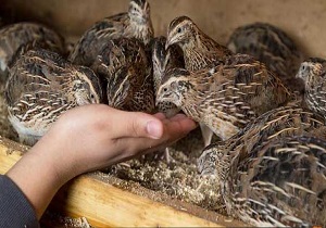 خلاقیت جالب جوان روستایی برای پرورش بلدرچین + فیلم