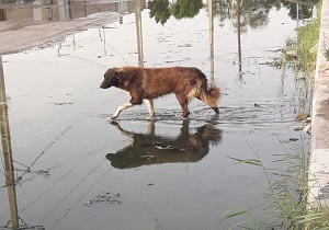 خیابانی غرق در فاضلاب! + تصاویر