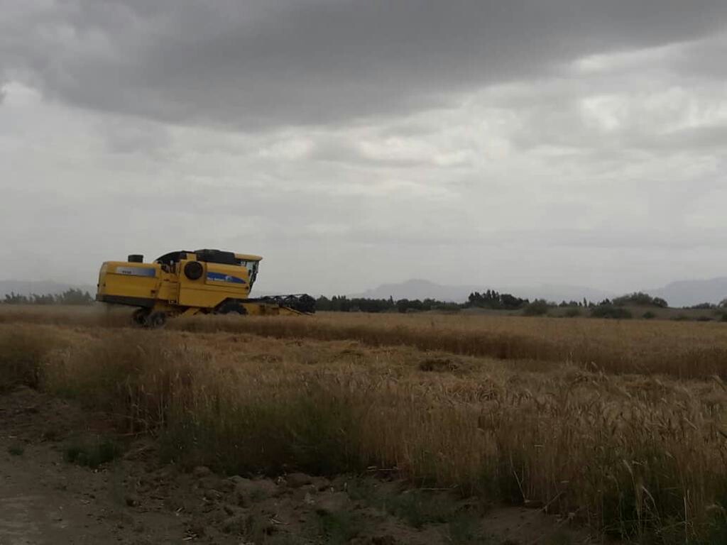 برداشت گندم و کلزا در جنوب کرمان