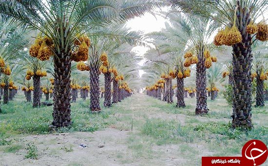 سفر به جنوب و بازدید از مکان های دیدنی بوشهر