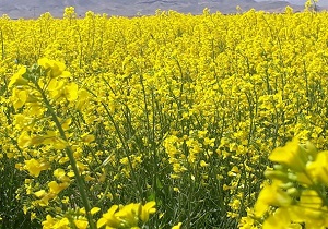 آغاز برداشت کلزا در طبس