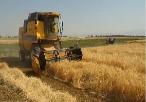 آغاز خرید تضمینی جو در خراسان جنوبی