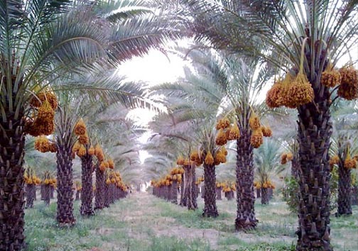 رمضان با جای خالی خرما /گرانی طعم شیرین خرما را تلخ کرد/ حراج درآمد خرماکاران در بازار دلالان رمضان با جای خالی خرما /گرانی طعم شیرین خرما را تلخ کرد/ حراج درآمد خرماکاران در بازار دلالان
