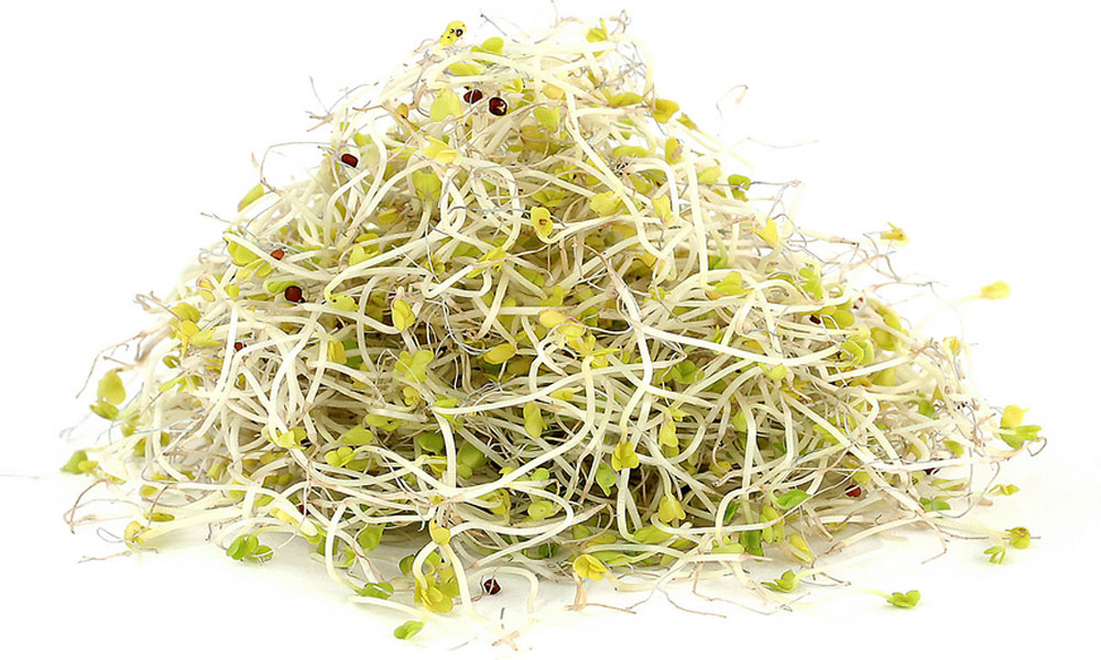 جوانه یونجه بسته&zwnj;ای چند؟