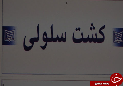 فتح قله&zwnj;های موفقیت با ساخت ظروف مخصوص سلول&zwnj;های بنیادی + فیلم