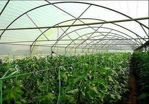 سهم  استان کردستان از گلخانه  ١۹  هکتاراست