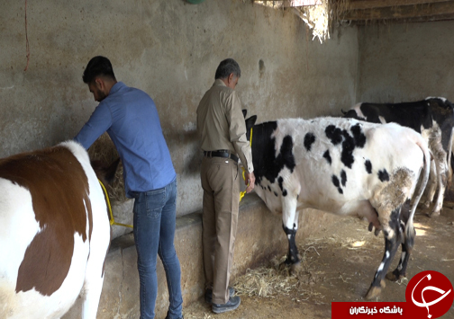 شکوفایی اقتصاد خانواده آملی با فروش و صادرات ۹۰۰ میلیون تومانی نهال&zwnj;های جنگلی+فیلم