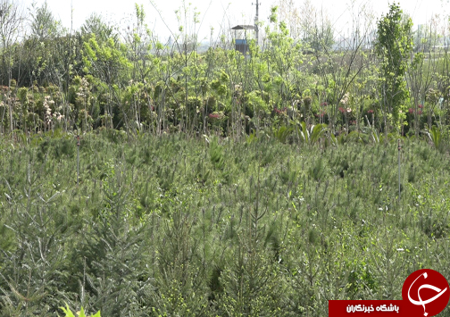 شکوفایی اقتصاد خانواده آملی با فروش و صادرات ۹۰۰ میلیون تومانی نهال&zwnj;های جنگلی+فیلم
