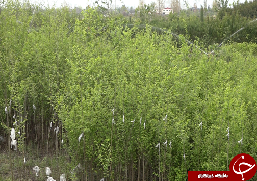 شکوفایی اقتصاد خانواده آملی با فروش و صادرات ۹۰۰ میلیون تومانی نهال&zwnj;های جنگلی+فیلم