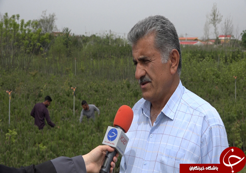 شکوفایی اقتصاد خانواده آملی با فروش و صادرات ۹۰۰ میلیون تومانی نهال&zwnj;های جنگلی+فیلم