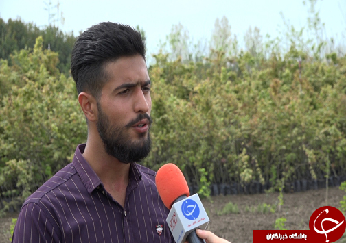 شکوفایی اقتصاد خانواده آملی با فروش و صادرات ۹۰۰ میلیون تومانی نهال&zwnj;های جنگلی+فیلم