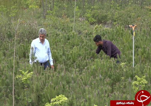 شکوفایی اقتصاد خانواده آملی با فروش و صادرات ۹۰۰ میلیون تومانی نهال&zwnj;های جنگلی+فیلم
