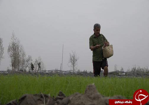 شکوفایی اقتصاد خانواده آملی با فروش و صادرات ۹۰۰ میلیون تومانی نهال&zwnj;های جنگلی+فیلم