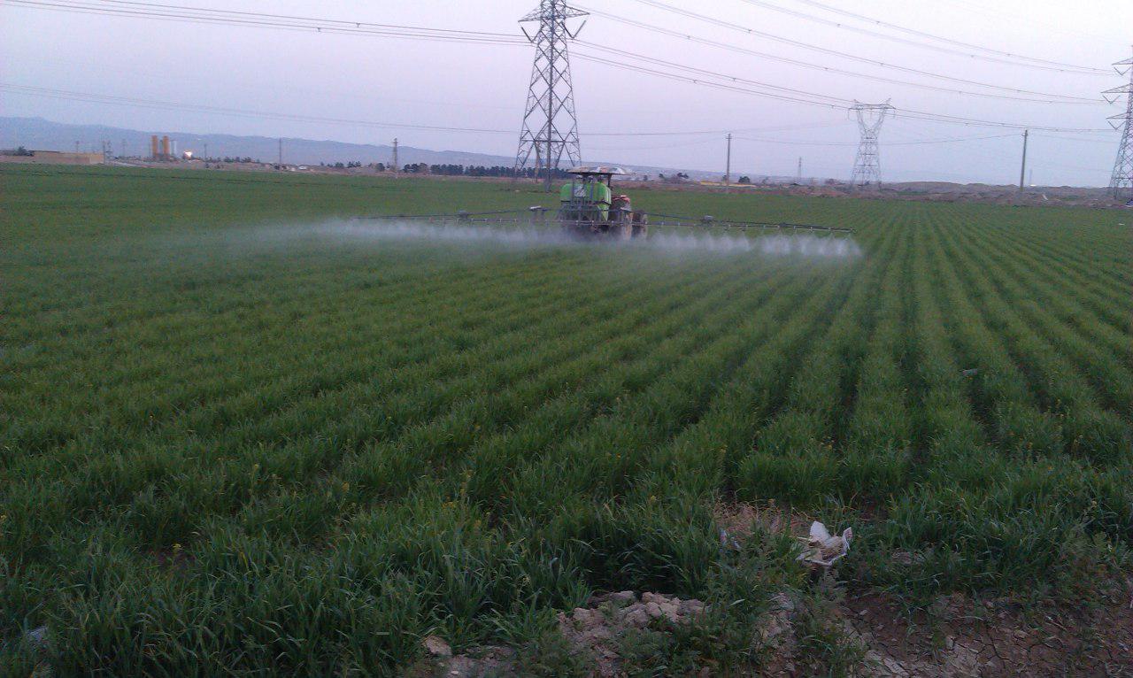 اجرای طرح مبارزه با علف&zwnj;های هرز در ۲۴ هزار هکتار اراضی زنجان
