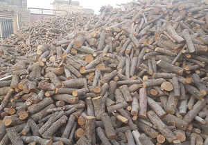 کشف ۲۰ تن چوب بلوط قاچاق در نجف آباد
