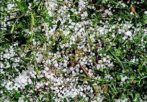 خسارت هزار و ۹۰۱ میلیاردی سرمازدگی به باغداران و کشاورزان