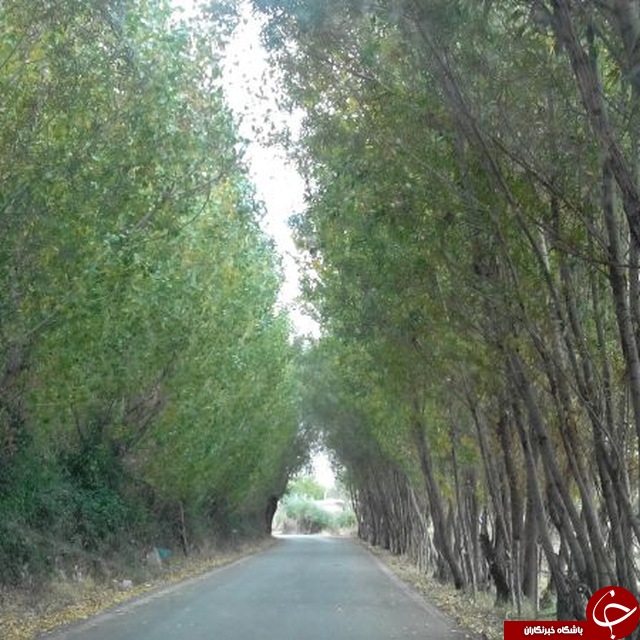 چشم&zwnj;اندازی از طبیعت بهاری در منطقه کهمان + تصاویر
