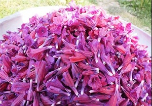 آغاز برداشت گل گاو زبان در زیرکوه