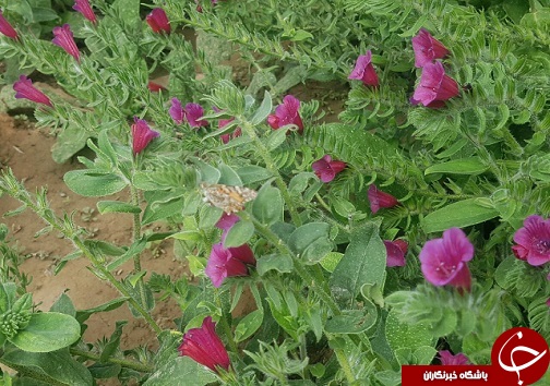 آغاز برداشت گل گاو زبان در زیرکوه آغاز برداشت گل گاو زبان در زیرکوه