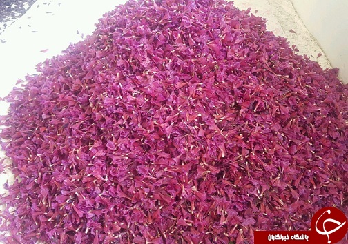 آغاز برداشت گل گاو زبان در زیرکوه آغاز برداشت گل گاو زبان در زیرکوه