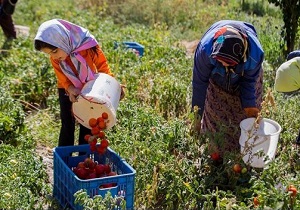 زنان روستایی پیشگامان تولید محصولات سالم در استان اردبیل