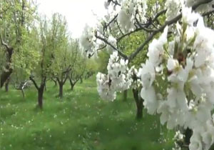 از تماشای طبیعت بی‌نظیر روستای تکه لذت ببرید + فیلم
