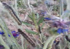 هجوم کرم‌های گیاه‌خوار در روستای گله‌دار + فیلم
