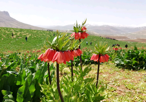 پیش بینی رگبار باران و وزش باد شدید