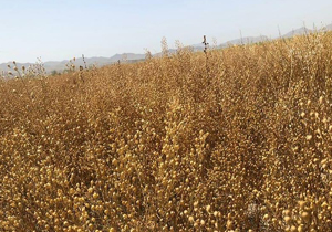 گیاه کاملینا در لارستان آماده برداشت است