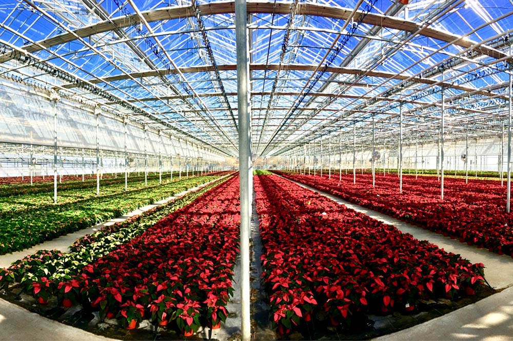 اردبیل به قطب تولیدات گلخانه&zwnj;ای کشور تبدیل خواهد شد