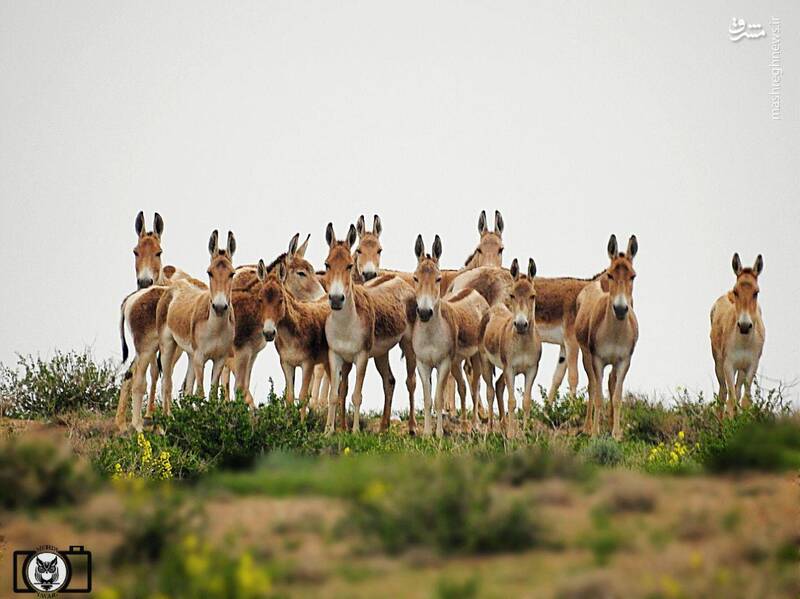 تصویری زیبا از گونه نادر گور خر ایرانی