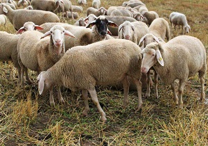 عملیات اجرایی پرورش دام سبک ۲۰ هزار راسی در نمین آغاز می‌شود
