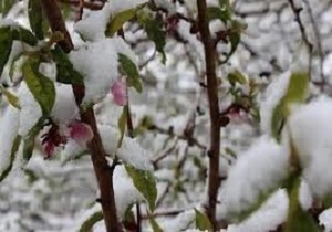 خسارت وارده به بخش کشاورزی استان جدی است