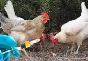 واکسیناسیون 12 هزار طیور در طرح ایمن سازی طیور بومی