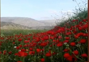 دشت زیبای گل‌های رنگارنگ در روستای «ارو» + فیلم