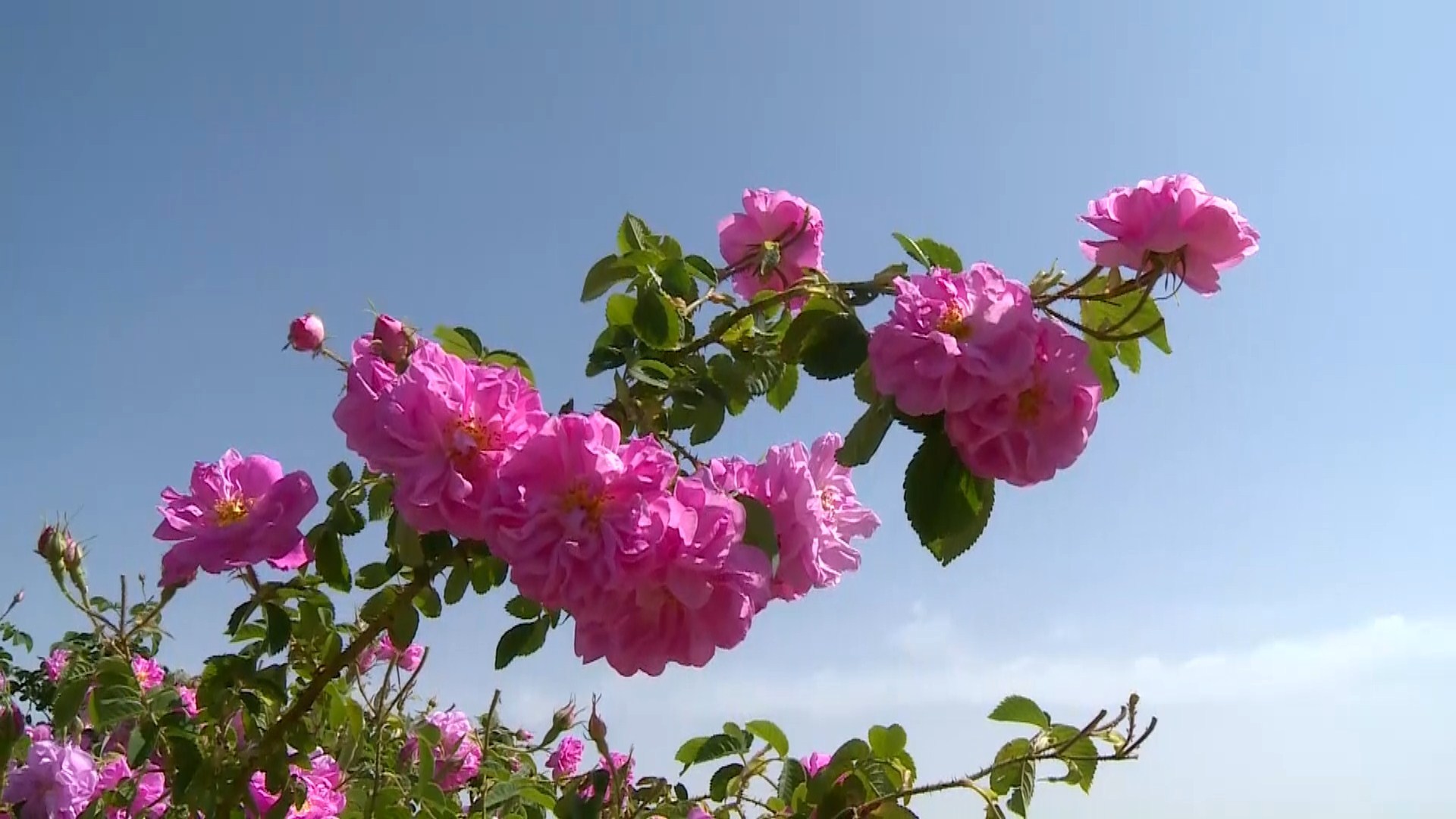 افزایش کاشت گل محمدی در سیرجان