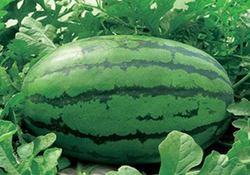 طراحی جالب هندوانه به شکل مرغابی + فیلم