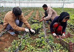 حمایت از طرح‌های اشتغال روستایی در اردبیل ادامه می‌یابد