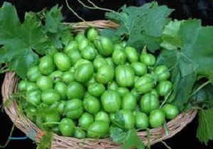 برداشت ۱۲ و نیم تنی گوجه سبز در باغات استان سمنان