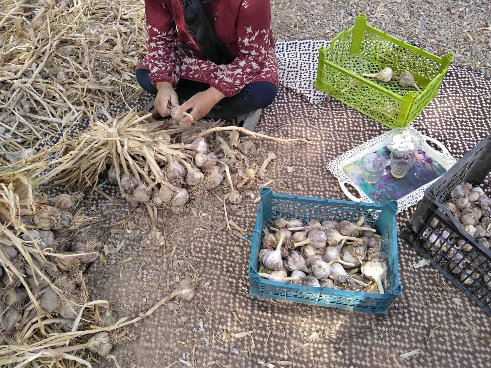 شهداد ونبود صنایع فراوری سیر
